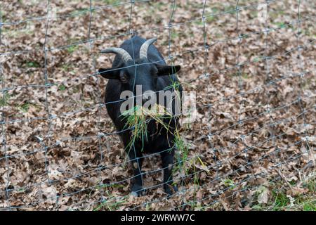 Kleine schwarze Ziege in einem Zaun auf einer Farm. Das Tier nähert sich dem Netz, wo ein Mädchen ihm Gras füttert. Stockfoto