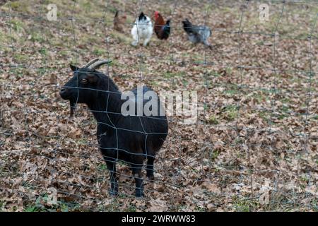 Kleine schwarze Ziege in einem Zaun auf einer Farm. Das Tier nähert sich dem Netz, wo ein Mädchen ihm Gras füttert. Stockfoto