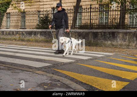 Blindenhund hilft einem sehbehinderten Mann, die Straße an der Fußgängerüberquerung zu überqueren. Konzepte von Mobilitätshilfen im Alltag blinder Menschen. Stockfoto