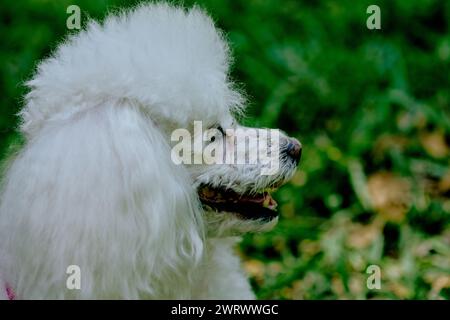 Weißer, flauschiger Pudel, der auf einer Wiese im Park spielt Stockfoto