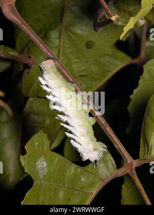 Atlas Mutter Raupe (Attacus sp), die bei Nacht Blätter im Regenwald ernährt, Nr Kathu Wasserfall, Phuket, Thailand Stockfoto