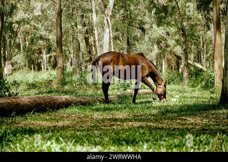 Ein braunes Pferd weidet in einem grünen Wald auf einer Rodung mit üppigem Gras zwischen hohen Bäumen, San Carlos de Bariloche, Südamerika Stockfoto