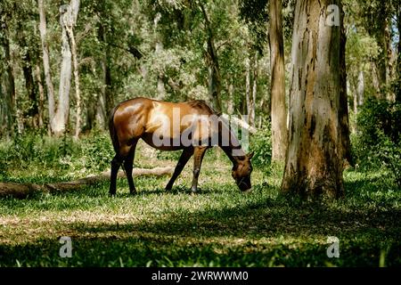 Ein braunes Pferd weidet in einem grünen Wald auf einer Rodung mit üppigem Gras zwischen hohen Bäumen, San Carlos de Bariloche, Südamerika Stockfoto