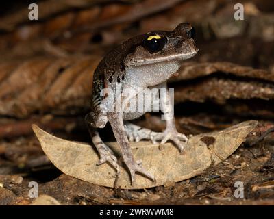 Smith's Wurffrosch (Leptobrachium smithi) auf Blatt auf Waldboden, Regenwald bei Nacht, Nr Kathu Wasserfall, Phuket, Thailand Stockfoto