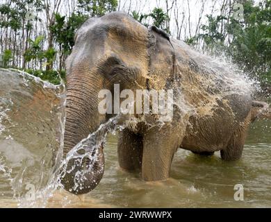 Asiatischer Elefant (Elephas maximus), der im Fluss im Khao Sok Elephant Conservation Centre, Thailand, schwimmt Stockfoto