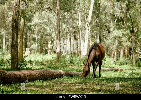 Ein braunes Pferd weidet in einem grünen Wald auf einer Rodung mit üppigem Gras zwischen hohen Bäumen, San Carlos de Bariloche, Südamerika Stockfoto