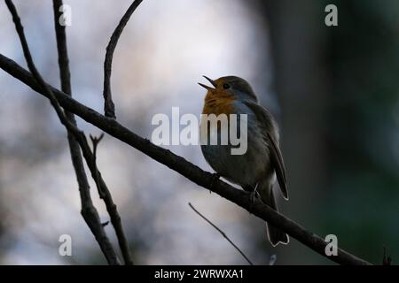 Europäischer Rotkehlchen (Erithacus rubecula) singt auf einem Zweig, Occitanie - Frankreich Stockfoto