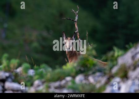 Eine neugierige Gämse (Rupicapra rupicapra), die ihren Kopf hebt, Jura - Frankreich Stockfoto