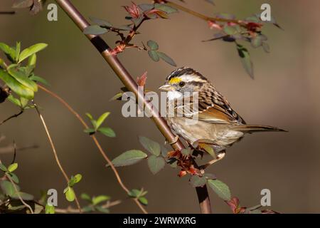 Eine Nahaufnahme eines weißen Spatzenvogels, der auf einem Baumzweig thront Stockfoto