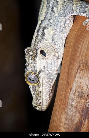 Gargoyle-Gecko, knallköpfiger Riesengecko, Neukaledonischer Gecko, Höckerkopfgecko, Rhacodactylus auriculatus, gekkó Stockfoto