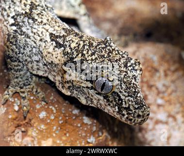 Gargoyle-Gecko, knallköpfiger Riesengecko, Neukaledonischer Gecko, Höckerkopfgecko, Rhacodactylus auriculatus, gekkó Stockfoto