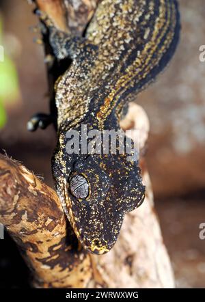 Gargoyle-Gecko, knallköpfiger Riesengecko, Neukaledonischer Gecko, Höckerkopfgecko, Rhacodactylus auriculatus, gekkó Stockfoto