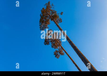 Zwei hoch aufragende Kiefern erstrecken sich zu einem klaren, leuchtend blauen Himmel, ein Zeugnis für die üppigen Wälder Schwedens und die unberührte Natur. Die Baumstämme Stockfoto