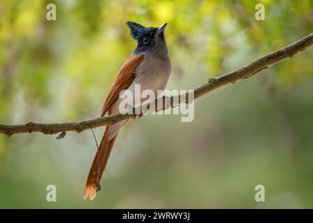 Asiatisches Paradies - Terpsiphone Paradisi, schöner schwarzköpfiger Passerinvogel aus südasiatischen Wäldern und Gärten, Nagarahole Tiger Reser Stockfoto