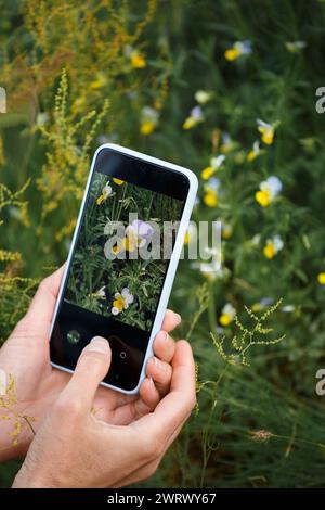 Eine Fotografin fotografiert Frühlingsblumen auf einem Smartphone im Wald, Nahaufnahme des Telefonbildschirms. Hobby, Leidenschaft. Frauenhände photogr Stockfoto