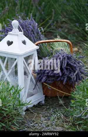 Lavendelsträuße in einem Korb und eine Vintage-Laterne auf einem Lavendelfeld. Romantischer Hintergrund mit Blumenmuster. Stockfoto