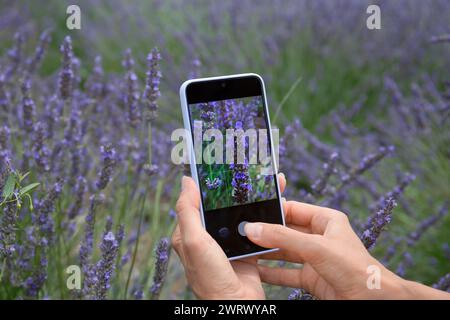 Ein Mädchen fotografiert Lavendelblumen auf einem Lavendelfeld auf einem Smartphone. Das Handy in den Händen des Mädchens konzentriert sich auf Lavendelblüten. Stockfoto