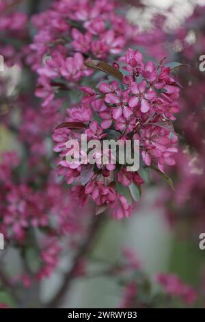 Ein Zweig eines blühenden dekorativen Apfelbaums mit wunderschönen rosa Blüten auf einem unscharfen grünen Hintergrund. Blühende Obstbäume im Frühling. Blumenmuster Stockfoto