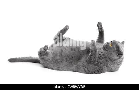 Eine fette britische Katze liegt auf dem Rücken mit hochgezogenen Pfoten auf weißem Hintergrund. Übergewichtige schottische Katze posiert komisch, Fettleibigkeit bei Haustieren. Stockfoto