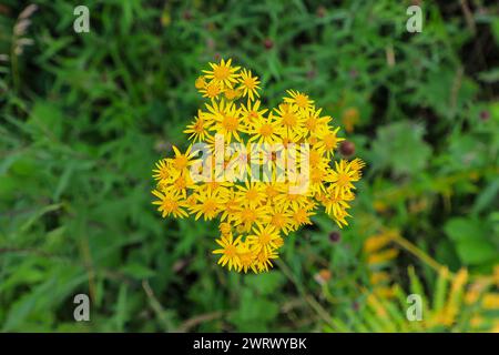 Die hellgelben Blüten von Gemeinem Ragkraut, Jacobaea vulgaris oder Senecio jacobaea, einer giftigen Pflanze, England, Vereinigtes Königreich Stockfoto