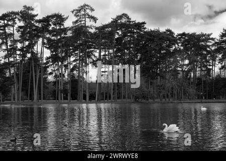 Schwarz-weiße Naturlandschaft mit Schwan. Schwarz-weißer See mit Schwan Stockfoto