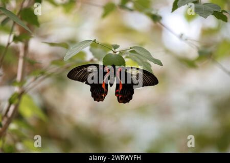 Scharlachrote Mormonen Schmetterling, Papilio rumanzovia (Papilio deiphobus rumanzovia). Tropischer Wald Schwalbenschwanz Schmetterling auf einem grünen Blatt eines Baumes. Stockfoto