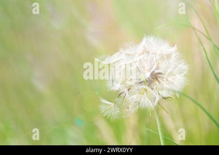 Löwenzahnsporen schweben auf einer ruhigen Sommerwiese auf einer sanften Brise Stockfoto