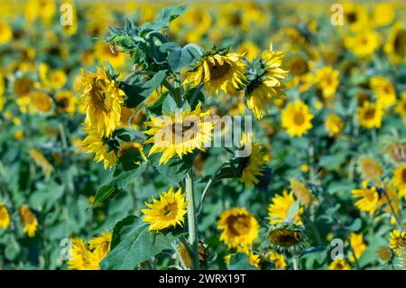 Leuchtend gelbe Sonnenblumen auf einem weiten Feld Stockfoto