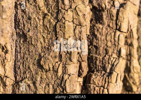 Alte Baumrinde in satter brauner holzartiger Textur Stockfoto