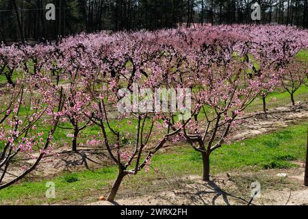 Obstbaumgarten in Blüte Stockfoto