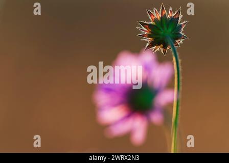 Eine fokussierte Aufnahme, die die komplizierten Details eines getrockneten Samenkopfes in scharfem Kontrast zu einer elegant verwischten violetten Blume im Hintergrund, Illustrat, festnimmt Stockfoto