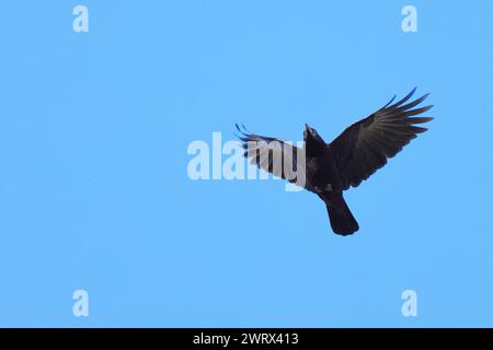 Großer Vogel, der durch den klaren Himmel schwebt Stockfoto