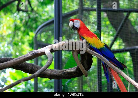 Scharlach Ara (Ara Macao) thront wunderschön auf einem Baumzweig. Neotropische Papageien sind groß und haben hellrote, gelbe und blaue Farben. Stockfoto
