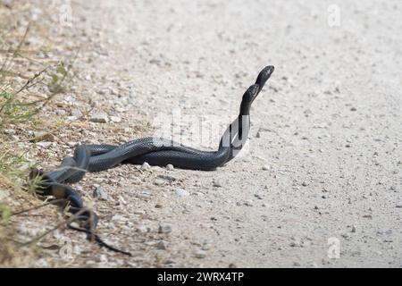 Die grüne Peitschenschlange oder westliche Peitschenschlange (Hierophis viridiflavus), Schlangen paaren sich. Stockfoto