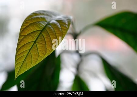 сlose auf einem grünen Blatt mit Adern eines Avocadobaums Stockfoto