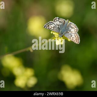Pyrgus communis, der an einem sonnigen Frühlingstag gelbe Wildblumen isst. Stockfoto