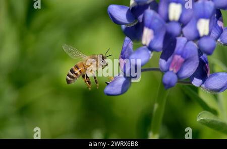 Bienen bestäuben im Frühjahr die Texas bluebonnet Wildblume. Biene im Flug. Großansicht mit Kopierraum. Stockfoto