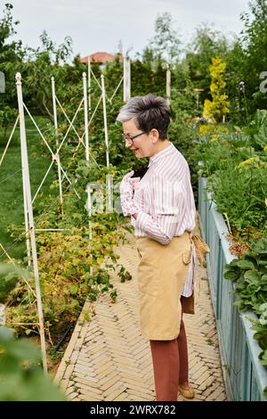 Fröhlich ansprechende reife Frau mit Brille und Handschuhen, die sich um ihre frischen Beeren im Garten kümmert Stockfoto