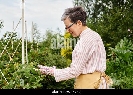 Fröhlich ansprechende reife Frau mit Brille und Handschuhen, die sich um ihre frischen Beeren im Garten kümmert Stockfoto