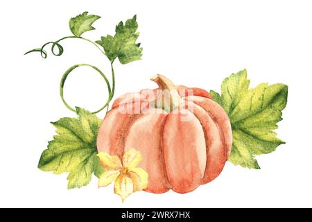 Kürbispflanze mit Blättern und Blüten. Pflanzliche Zusammensetzung. Handgezeichnete botanische Aquarellillustration isoliert auf weißem Hintergrund. Vintage-Stil Stockfoto