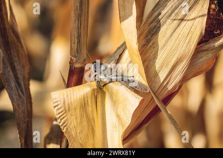 Große, graugrüne Heuschrecke sitzt auf einem trockenen Stück Mais auf dem Feld. Insekteneinbruch, Schädlingsbekämpfung in der Landwirtschaft. Stockfoto