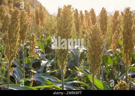 Büsche Getreide und Futterhirse Pflanzen eine Art Reifen und wachsen auf dem Feld in einer Reihe unter freiem Himmel. Ernte. Stockfoto