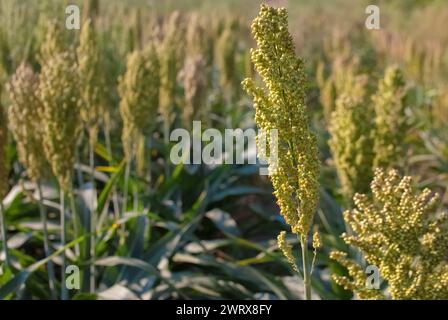 Büsche Getreide und Futterhirse Pflanzen eine Art Reifen und wachsen auf dem Feld in einer Reihe draußen. Ernte. Stockfoto