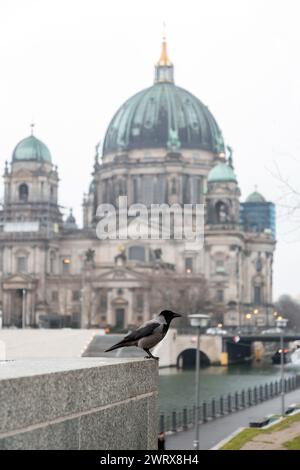 Eine Krähe auf einer Mauer in Berlin. Stockfoto