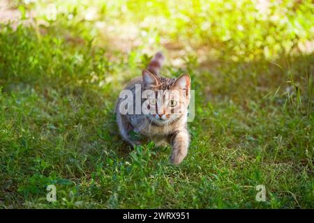 Eine junge, schöne gestreifte Katze spaziert im Sommer durch die Natur. Stockfoto