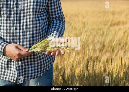 Der Bauer hält Weizenohren auf dem Feld. Der Begriff des landwirtschaftlichen Betriebs. Stockfoto