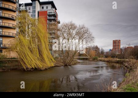 Eine große Weeping Willow wirft grüne Äste über den Ufern eines städtischen Flusses mit Wohnblöcken dahinter am Fluss Aire, Leeds, Yorkshire. Stockfoto