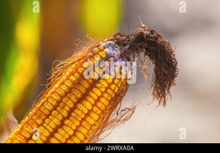 Unreife, kranke und schimmelige Maiskolben auf dem Feld, Nahaufnahme. Sammeln Sie Maisgut. Stockfoto