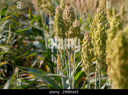 Büsche Getreide und Futterhirse Pflanzen eine Art Reifen und wachsen auf dem Feld in einer Reihe unter freiem Himmel. Ernte. Stockfoto