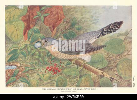 Gemeiner Hawk-Cuckoo oder Hirn-Fieber-Vogel (Hierococcyx varius). Indische Vögel 1936 Stockfoto